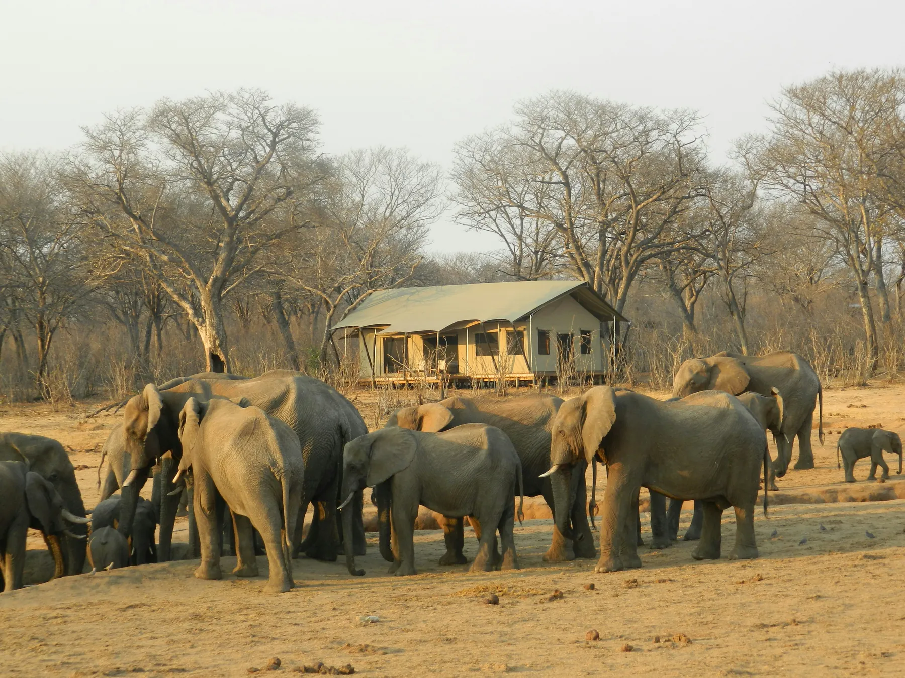 Elephant at a waterhole in front of a tented camp in Hwange