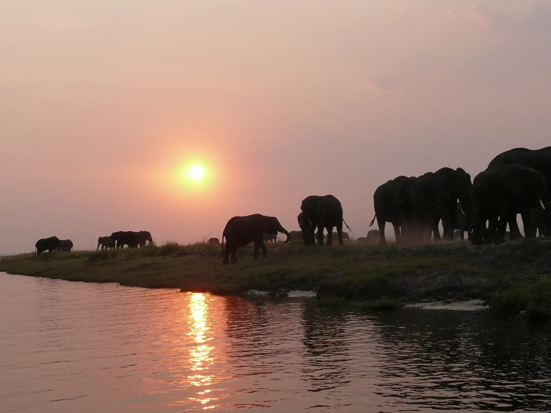 Elephant on the Chobe riverbank at sunset