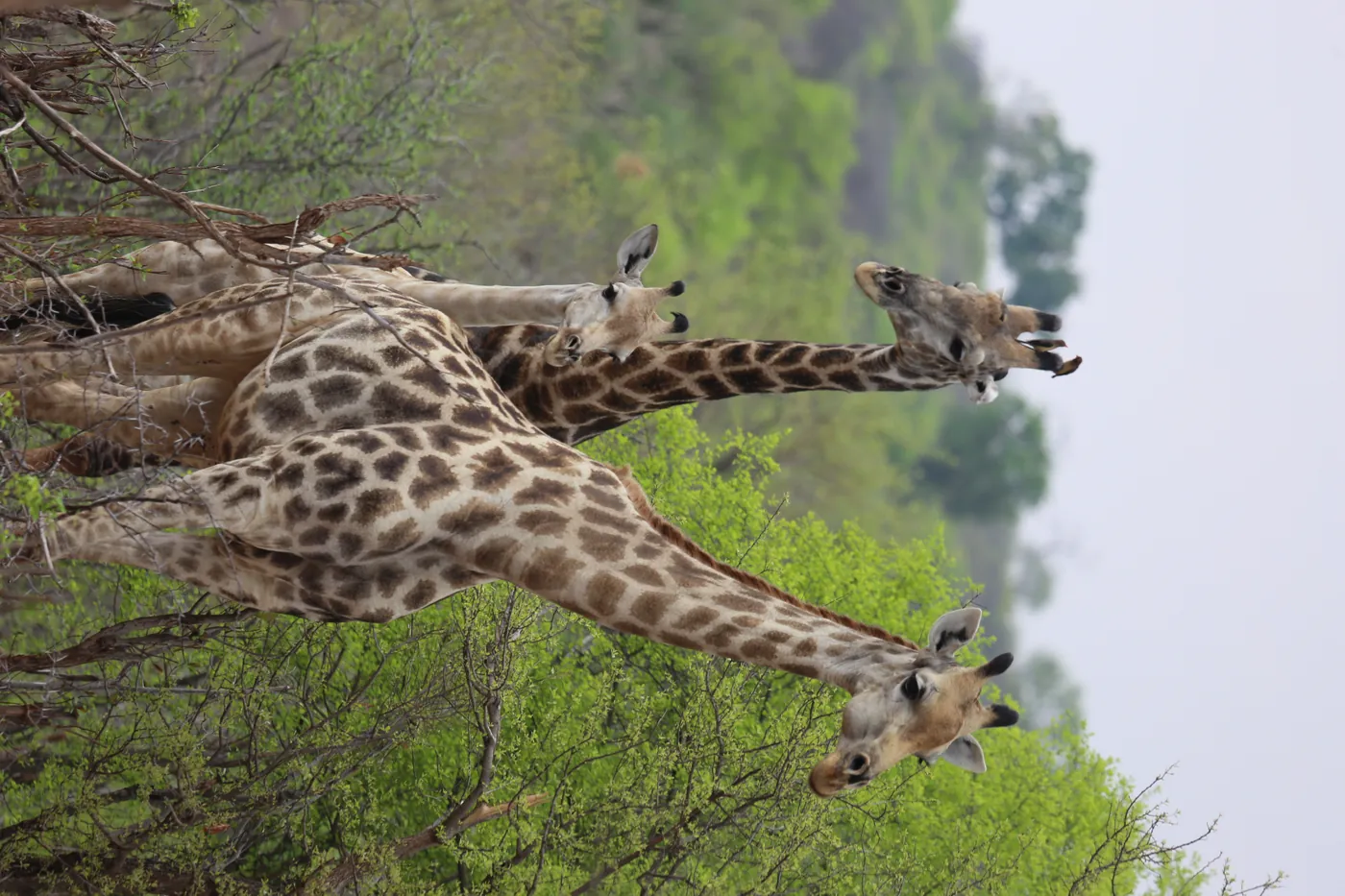 Three giraffe browsing in mopane scrub