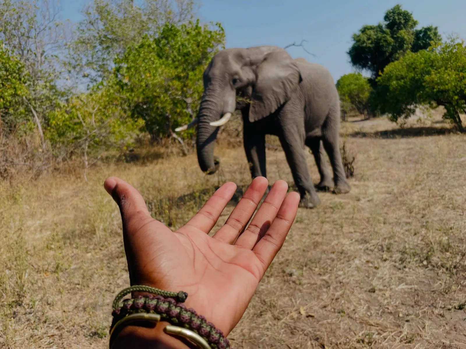A hand held out with an elephant browsing behind