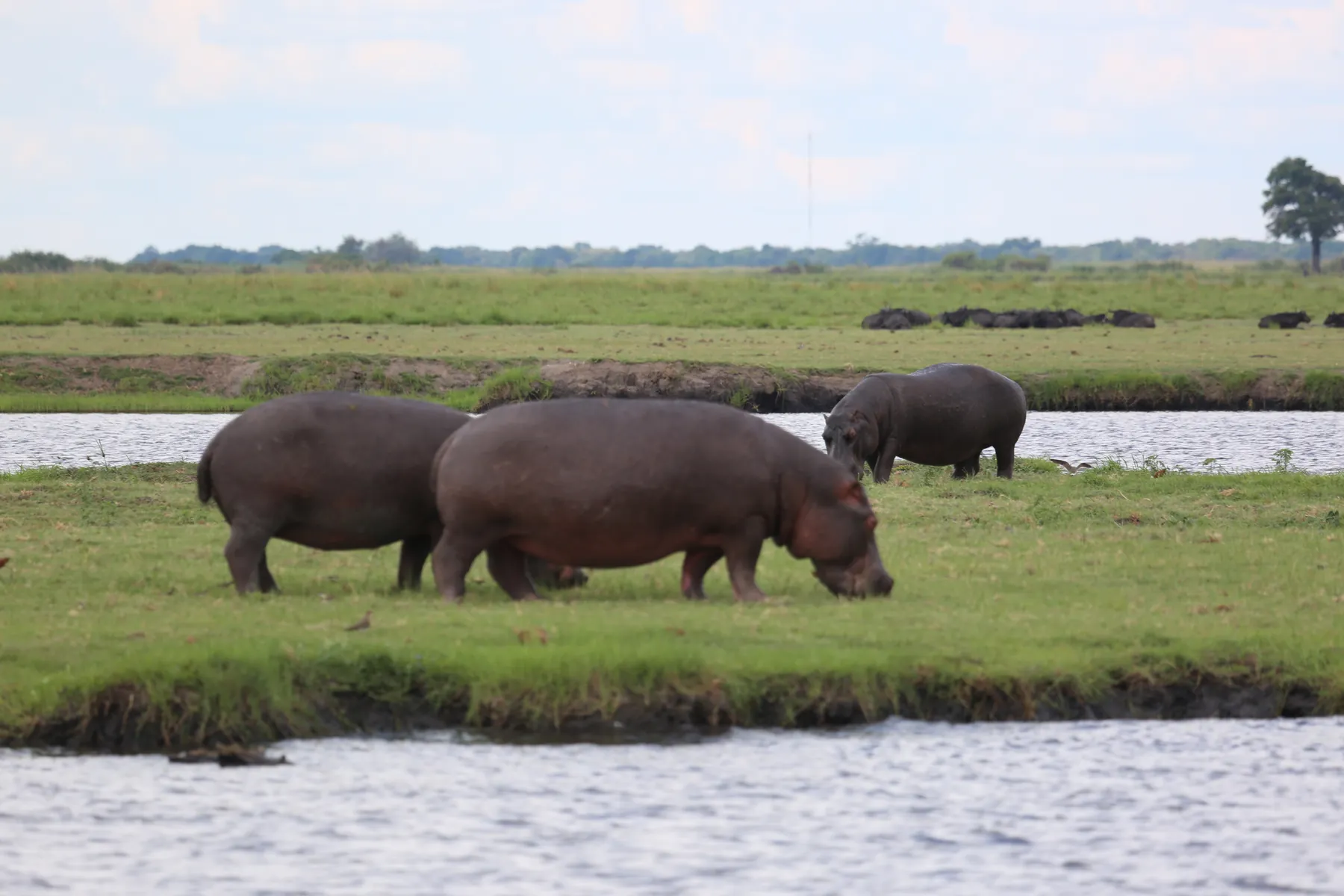 Hippo grazing on the Chobe floodplain
