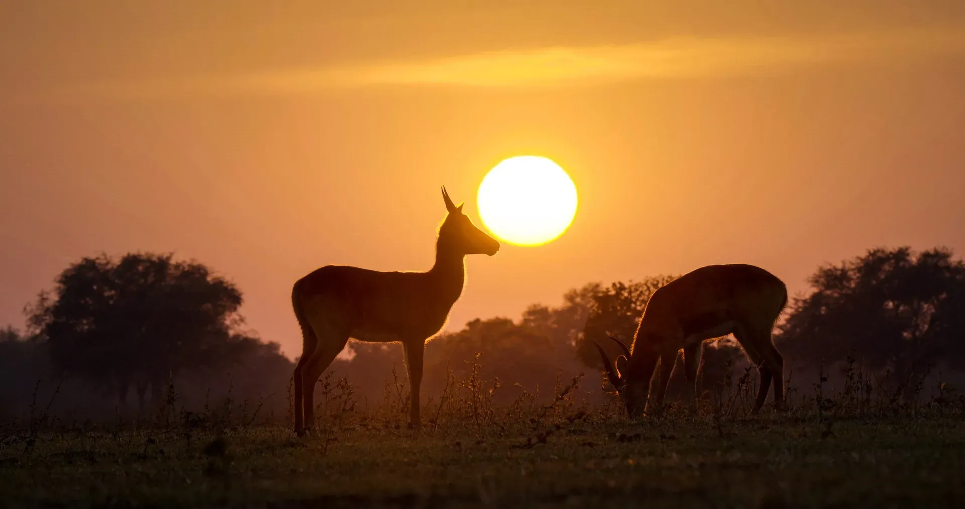 Antelope silhouetted against the first light of the day