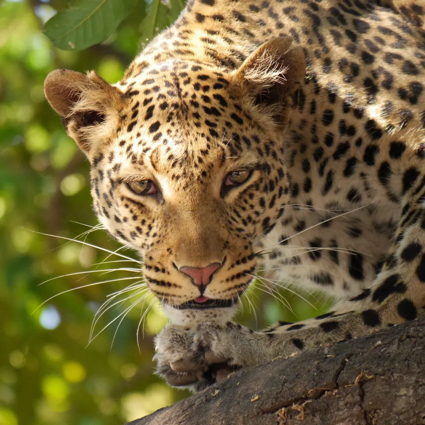 South Luangwa