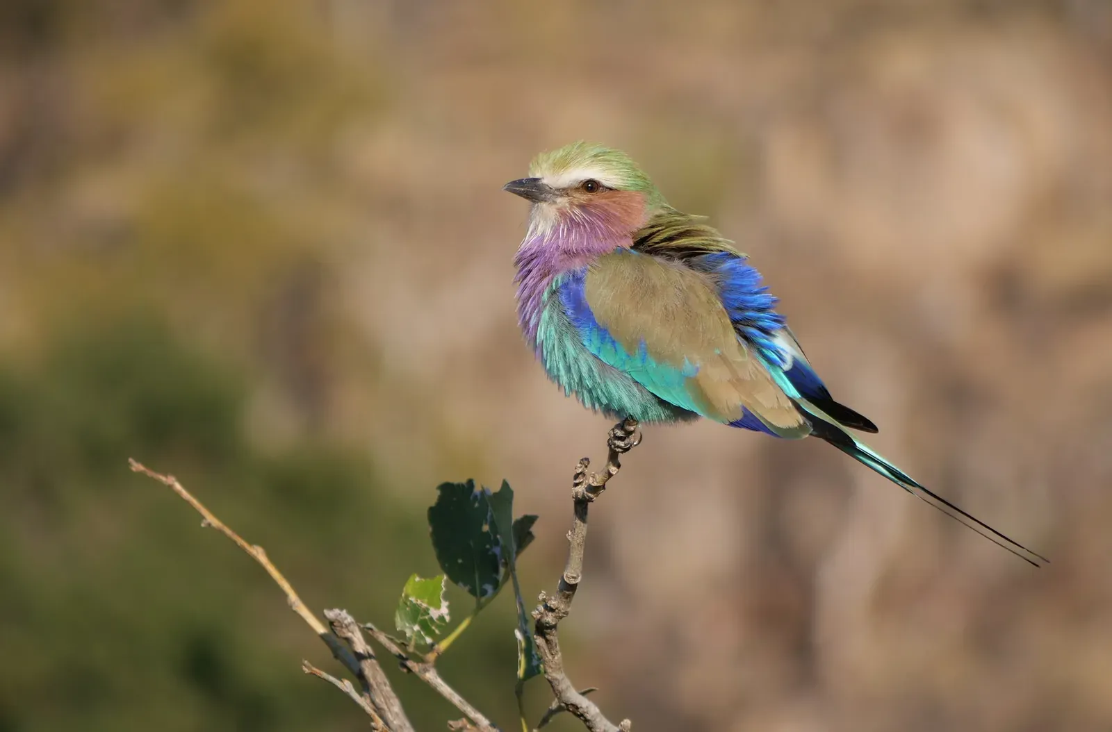 A lilac-breasted roller perched on a thorn branch
