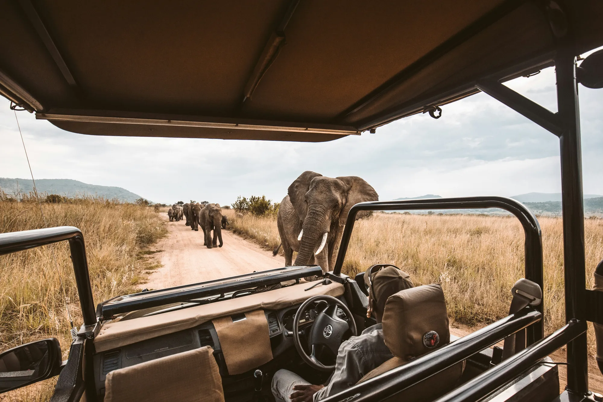 Elephant on a track viewed from a game vehicle