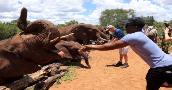 Elephant Encounter