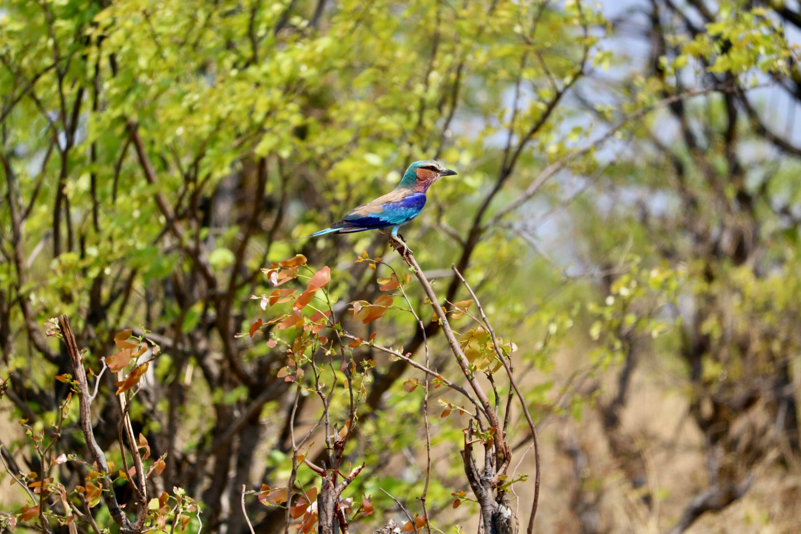 little-nature-HJYhFBGY6M0-unsplash