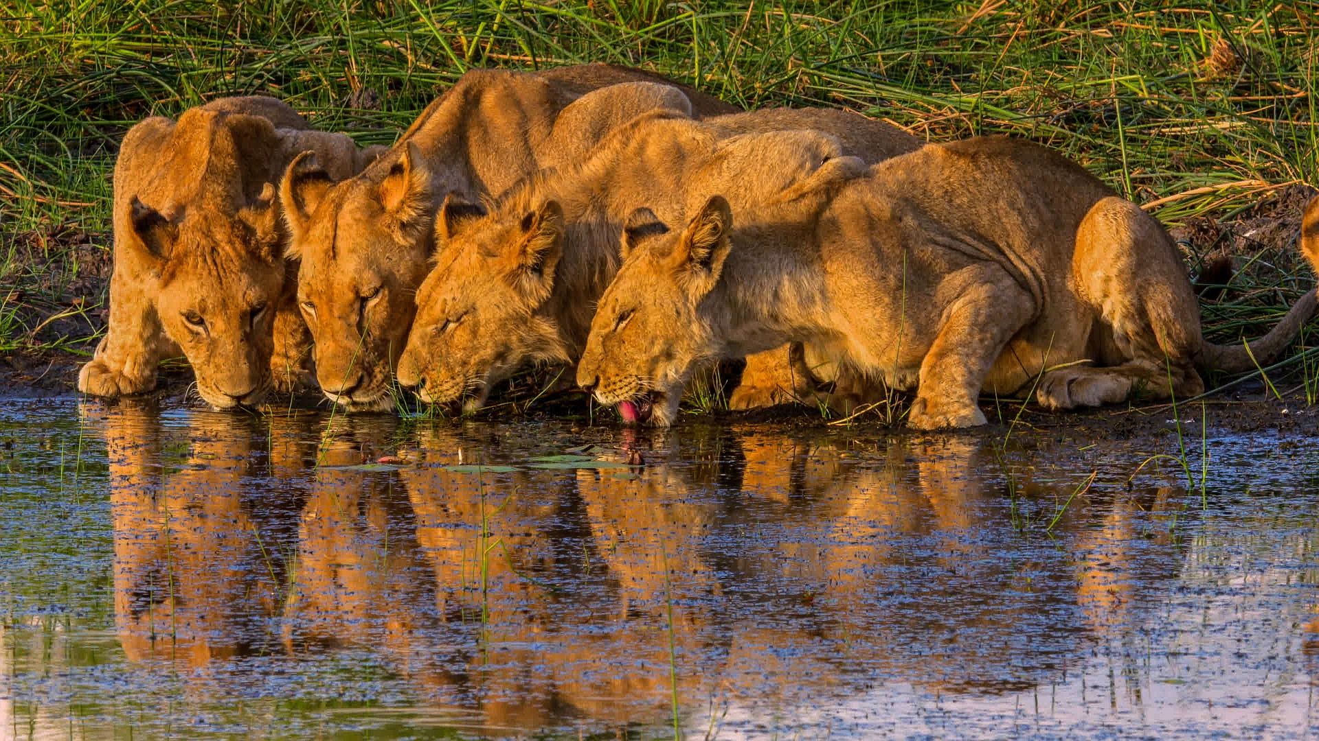 okavango-delta-5158390_1920